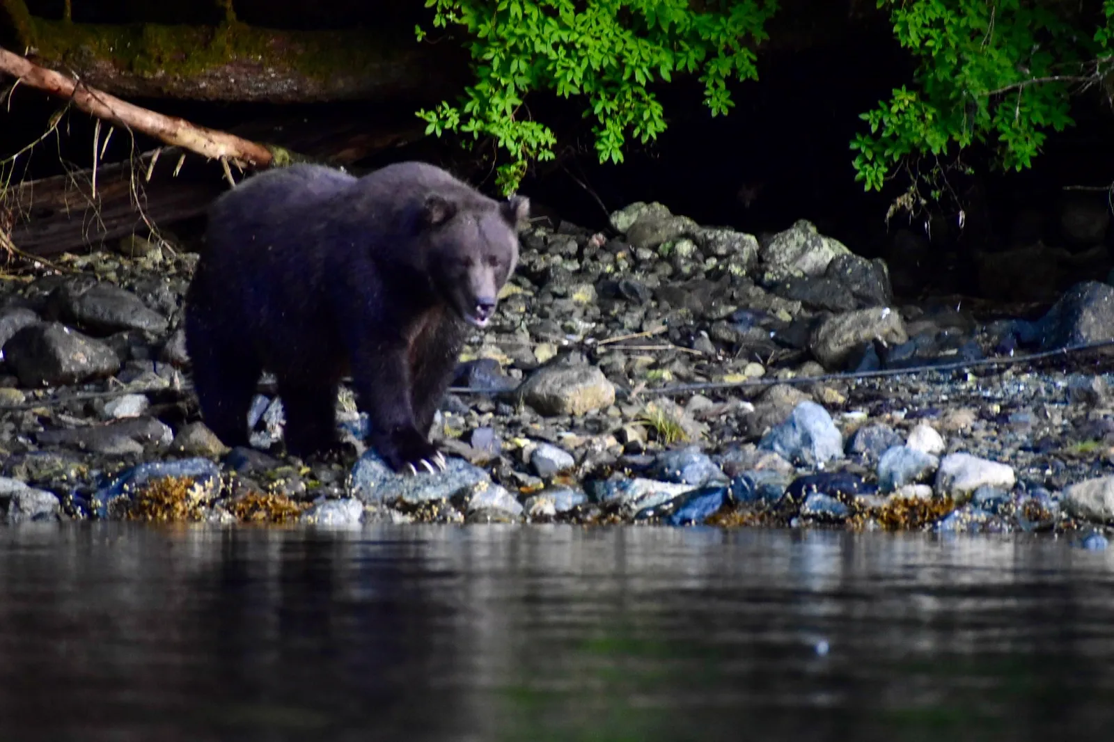Brown bear on the shoreline of Silver Bay, spotted during a Sitka Sunshine Kayaks wildlife tour